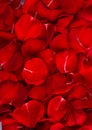 Rose Petals Background Royalty Free Stock Photo