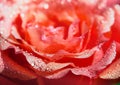 Rose petals background Royalty Free Stock Photo