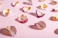 Rose petals on a blue background Royalty Free Stock Photo