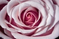 Rose petals delicate pink color large bud nearby. Royalty Free Stock Photo