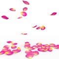 Rose petals fall to the floor Royalty Free Stock Photo