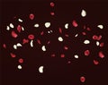 Rose petals fall to the floor. Vector illustration of a flying rose petals Royalty Free Stock Photo