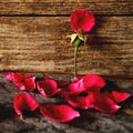 Rose petals falling Royalty Free Stock Photo