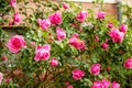 Rose petals with the famous Rosa Centifolia Foliacea, the Provence Rose