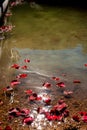 Rose Petals Floating To Shore With Ashes Royalty Free Stock Photo