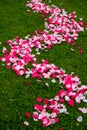 Rose petals on grass Royalty Free Stock Photo