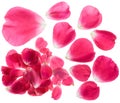 Rose petals isolated Royalty Free Stock Photo