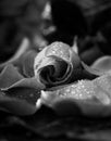 Rose on petals, low key on black, monochrome converted Royalty Free Stock Photo