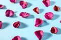 Rose petals maroon color on blue background Royalty Free Stock Photo