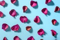 Rose petals maroon color on blue background Royalty Free Stock Photo