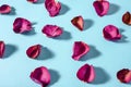 Rose petals maroon color on blue background Royalty Free Stock Photo