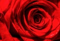 Rose petals. Natural bright roses background. Bright red rose for Valentine Day. Closeup, macro shot. Red rose flower Royalty Free Stock Photo