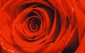Rose petals. Natural bright roses background. Bright red rose for Valentine Day. Closeup, macro shot. Red rose flower Royalty Free Stock Photo
