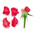 Set of rose petals in realistic style on white background, vector illustration, petals of red color, applicable for design of