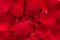 Rose petals red colour closeup background wallpaper