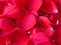 Rose petals red colour closeup background wallpaper