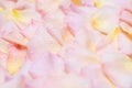 Rose petals with water drops Royalty Free Stock Photo