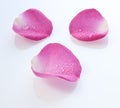 Rose Petals Water Drops Royalty Free Stock Photo