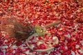 Rose petals with wheats on the street Royalty Free Stock Photo