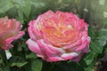 Rose with two colors in a single flower. Two tone blooming Aquarell