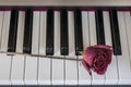 Rose on a piano Royalty Free Stock Photo