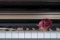 Rose on a piano Royalty Free Stock Photo