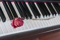 Rose on a piano Royalty Free Stock Photo