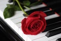 Rose on the piano Royalty Free Stock Photo