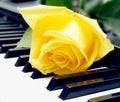 The rose on the piano keyboard Royalty Free Stock Photo