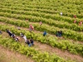 Rose picking festival aerial view