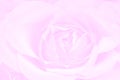 Rose pink background