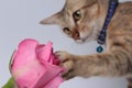 Rose pink Cat Touch Flower