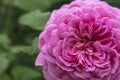 Rose pink closeup with water drops and dark green leaves Royalty Free Stock Photo