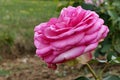 Rose pink coloured rose flower of cultivar Walzertraum, established by rose breeder Hans Jurgen Evers