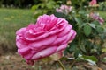 Rose pink coloured rose flower of cultivar Walzertraum, established by rose breeder Hans Jurgen Evers