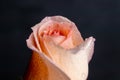 Rose pink covered with water drops on a black background. Close up Royalty Free Stock Photo