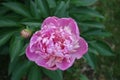 Rose pink flower of peony in May Royalty Free Stock Photo