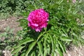 Rose pink flower of peony in spring Royalty Free Stock Photo