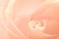 Rose pink flower macro Royalty Free Stock Photo
