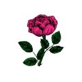 Rose pink flower, stem with thorns, leaves and blosom, hand drawn doodle, sketch, vector, design element