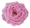 Rose pink flower on white isolated background with clipping path. no shadows. Closeup. Royalty Free Stock Photo