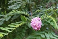 Rose pink flowers of Robinia hispida borne in panicle