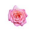 Rose pink flowerwith water dropds patterns from rain isolated on white background , clipping path Royalty Free Stock Photo