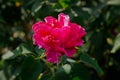 Rose pink garden bush close-up. A bud of a delicate crimson rose in raindrops Royalty Free Stock Photo