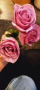 Rose, pink love Thorns