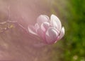 Rose pink Magnolia flower blooming in early spring. Royalty Free Stock Photo