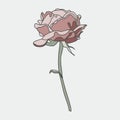 Rose is pink. One flower isolated on a light background. Royalty Free Stock Photo