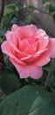 A rose with pink petals