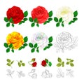 Rose pink red white yellow colored and outline natural and outline vintage on a white background vector illustration editable