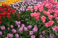 Rose, Pink, Red and Yellow colored tulips in a garden at Lisse, Netherlands, Europe Royalty Free Stock Photo